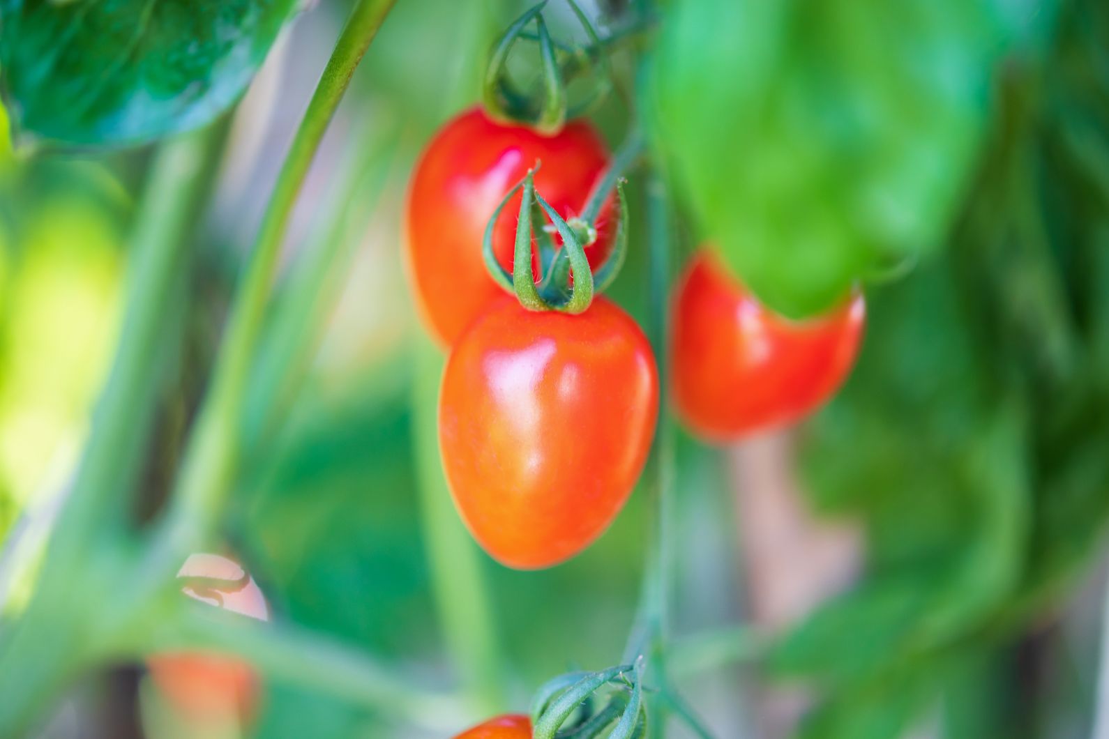 טיפים לגידול עגבניות שרי בגינה