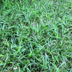 מרבד דשא דרבן (Durban Grass) איכותי עם עלים רחבים במרקם רך למגע