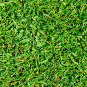 דשא קיקויו (קוקויה) בעל צמיחה נמרצת, מרקם בשרני וגוון ירוק בהיר ורענן